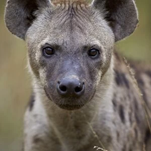 Spotted hyena (spotted hyaena) (Crocuta crocuta), Kruger National Park, South Africa