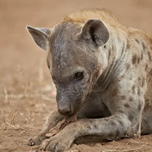 Spotted hyena (spotted hyaena) (Crocuta crocuta) eating, Kruger National Park, South Africa