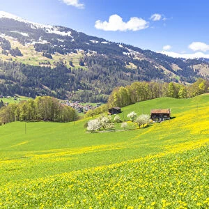 Spring blooms in Sankt Antonien, Prattigau valley, District of Prattigau / Davos, Canton