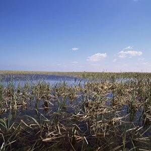 Swamps, Everglades National Park