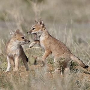 Swift fox (Vulpes velox) kits playing, Pawnee National Grassland, Colorado, United States of America, North America