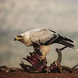Tawny eagle (Aquila rapax) on carcass, Zimanga Private Game Reserve, KwaZulu-Natal