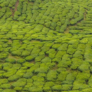 A tea plantation in Cameron Highlands, Pahang, Malaysia, Southeast Asia, Asia