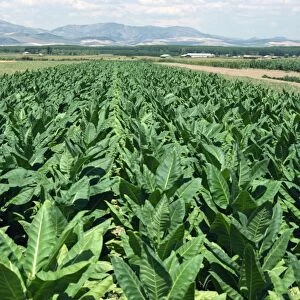 Tobacco growing near Granada