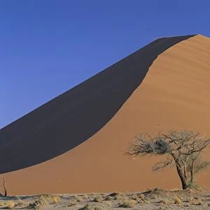 Tree and sand dune