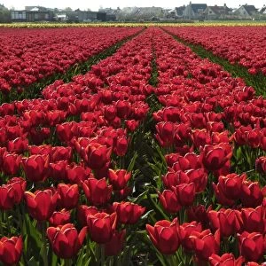 Tulip bulb fields