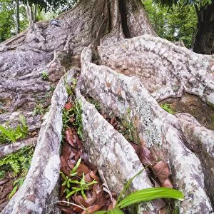 Twisted roots of an old tree, Kandy Royal Botanical Gardens, Peradeniya, Kandy, Sri Lanka, Asia