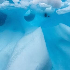 Underwater view of glacial ice in Orne Harbor, Antarctica, Polar Regions