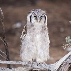Verreauxs (Giant) eagle owl (Bubo lacteus), Kgalagadi Transfrontier Park