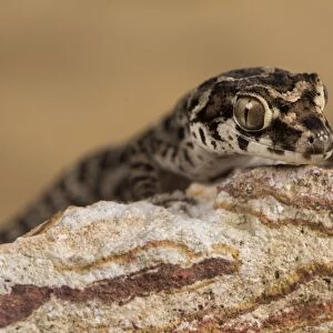 Viper Gecko (Teratolepis fasciata), captive, Pakistan, Asia