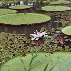 A water lily amongst water lily pads, Colombia, South America