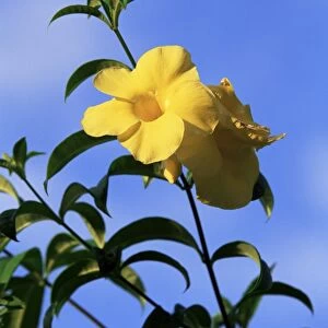 Yellow alamanda flowers