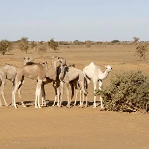 Young camels in desert