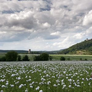 Zebrak and Tocnik castles from across a poppy field, Tocnik, Stredocesko, Czech Republic, Europe