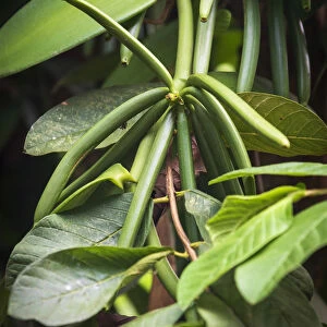 Africa, SA£o Toma and Principe. Vanilla plant