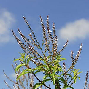 Aloysia triphylla, an aromatic herb. Ribatejo