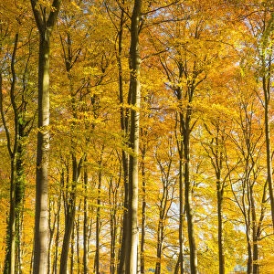 Beech Trees in Autumn, Thetford Forest, Norfolk, England
