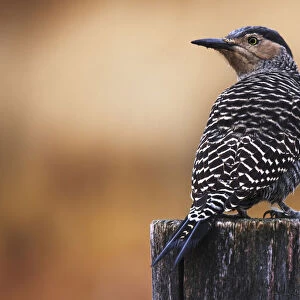 Chilean flicker posing on a fence in Torres del Paine National Park, Patagonia, Argentina