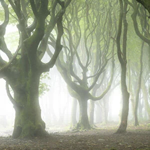 Creepy deciduous woodland in fog, Cornwall, England. Summer (July) 2020
