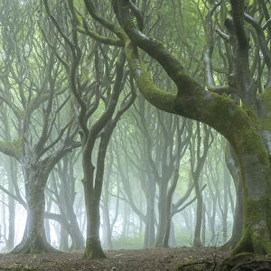 Creepy trees in a misty wood, Cornwall, England. Summer (July) 2020