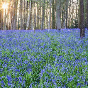 England, Hampshire, Bluebells