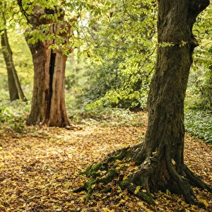 Epping Forest in Autumn, London, UK