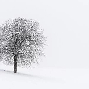 Europe, Italy, Trentino Alto Adige, Non valley. Snow covered tree after a heavy snowfall