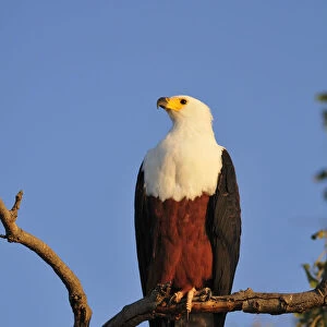 Fish Eagle, Haliaeetus vociferon, perched over the Chobe River, Chobe National park