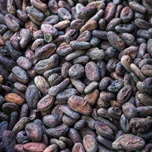 France, Guadalupe, Pointe Noire, Toasted cacao seeds at the Maison du Cacao