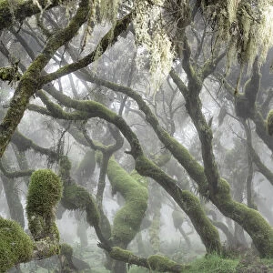 Harenna forest, Bale mountains national park, Ethiopia