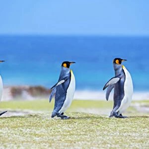 King penguins (Aptenodytes patagonicus) walking in line, Volunteer Point, East Falkland