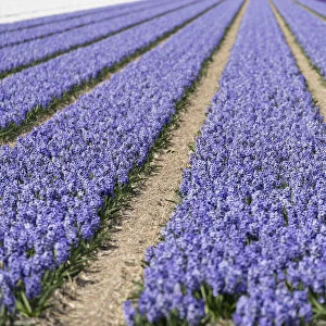 Lilacs in fields, Lisse, Netherlands
