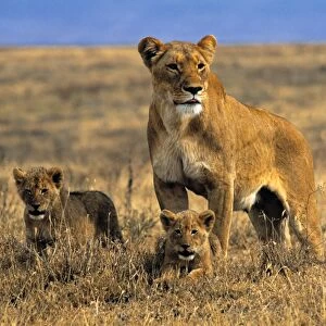Lioness and cubs, Ngorongoro Crater, Tanzania