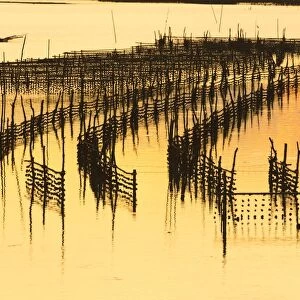 Oyster beds at sunset, Halong Bay, Quang Ninh Province, North-East Vietnam, South-East