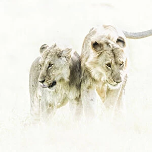 a pair of Lion (panthera leo) in the msai mara national reserve, kenya