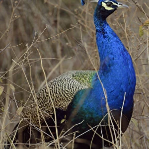 Peacock, Ranthambore National Park, Rajasthan, India, Asia