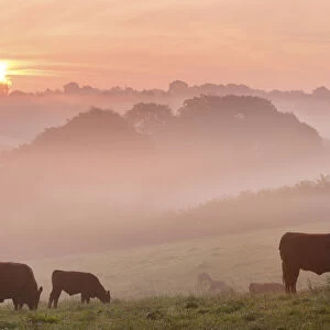 Red Ruby cattle grazing in the Devon countryside at dawn on a misty morning, Black Dog
