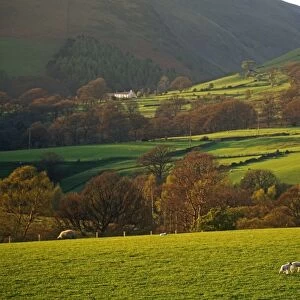 Sheep grazing on the slopes of Blencathra, The Lake District, Cumbria, England