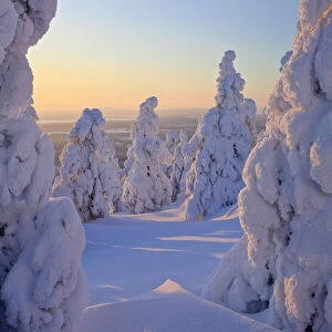 Snow covered trees in Finland