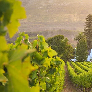 South Africa, Western Cape, Constantia, Buitenverwachting Wine Farm