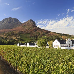 South Africa, Western Cape, Stellenbosch, Zorgvliet Wine Estate