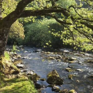 Spring foliage on the banks of Badgworthy Water in the Doone Valley, Exmoor, Somerset