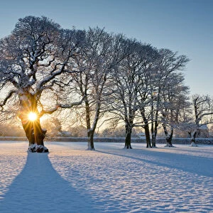 Sunburst Through Oak Tree in Winter, Holt, Norfolk, England