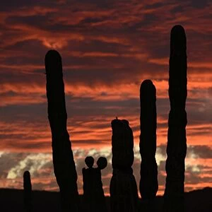 Sunset with cactus, Baja California, Mexico