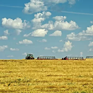 swathing wheat Morin, Alberta, Canada