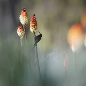 Tacazze sunbird on Red hot poker, Bale mountains National park, Ethiopia