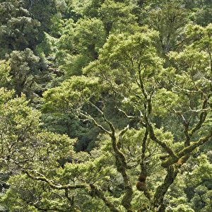 Temperate rainforest - New Zealand, North Island, Gisborne, Te Urewera National Park