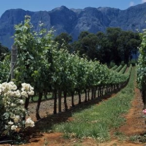 Thelema Mountain Vineyards near Stellenbosch