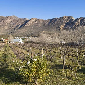 Vineyard, Montagu, Western Cape, South Africa