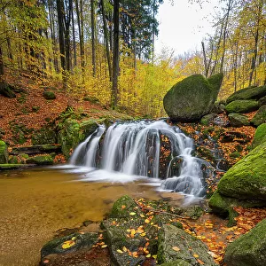 Primeval Beech Forests of the Carpathians and the Ancient Beech Forests of Germany